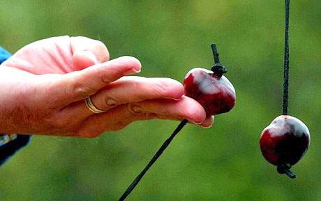 History of conkers