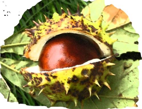 Cultural Trends: Conkers