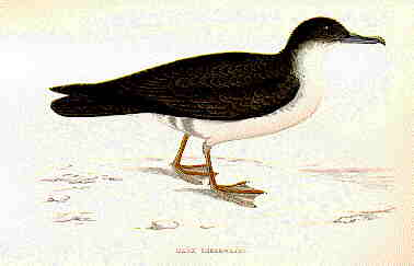 Manx shearwater birds short story + cultural genocide + the death