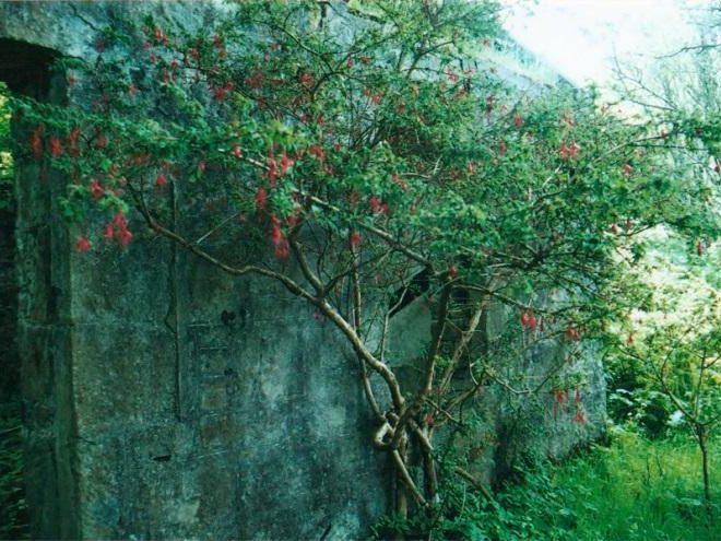 Life Together - Derelict Cottage 3